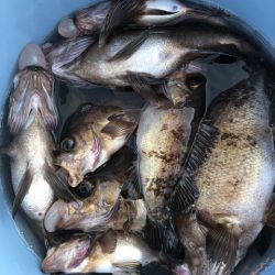 第二辰丸 釣果
