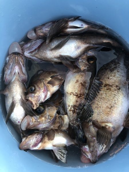 第二辰丸 釣果