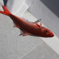 へいみつ丸 釣果