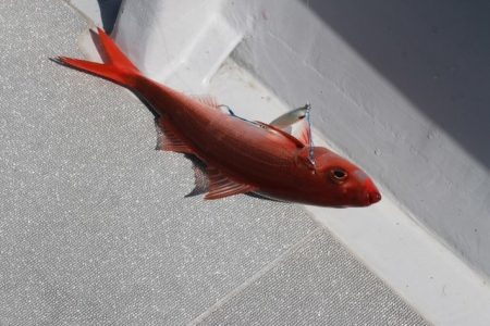 へいみつ丸 釣果