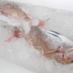 こうゆう丸 釣果