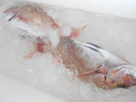 こうゆう丸 釣果