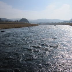 狩野川（狩野川漁業協同組合） 釣果