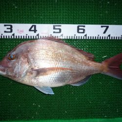 海山フィッシングセンター 釣果