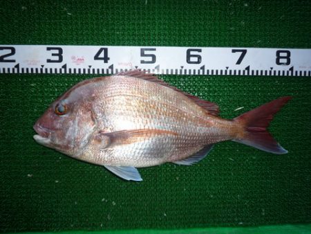 海山フィッシングセンター 釣果