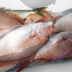 こうゆう丸 釣果