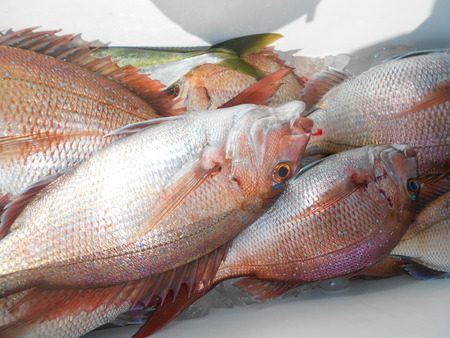 こうゆう丸 釣果