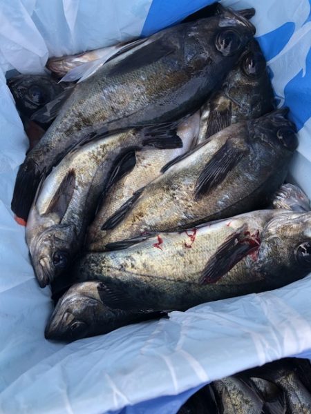 第二辰丸 釣果