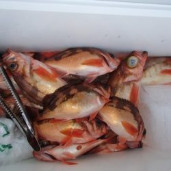 第二むつ漁丸 釣果