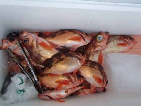 第二むつ漁丸 釣果