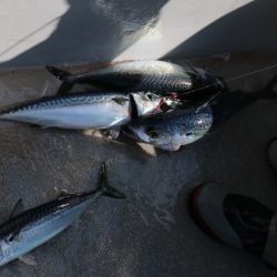 へいみつ丸 釣果
