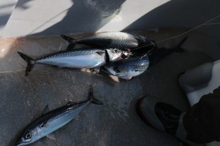 へいみつ丸 釣果