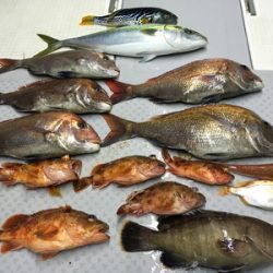 ミタチ丸 釣果