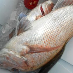 こうゆう丸 釣果