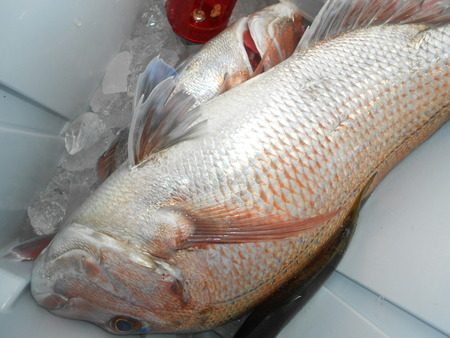 こうゆう丸 釣果