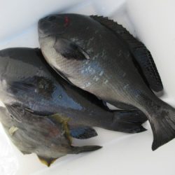濱田渡船 釣果