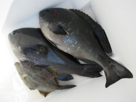 濱田渡船 釣果