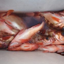 第二むつ漁丸 釣果