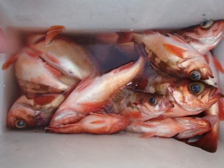 第二むつ漁丸 釣果