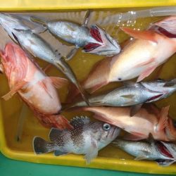 第二むつ漁丸 釣果