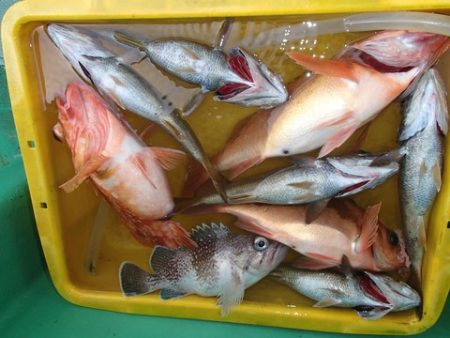 第二むつ漁丸 釣果