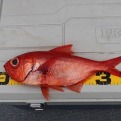 へいみつ丸 釣果