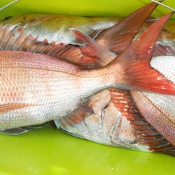 こうゆう丸 釣果