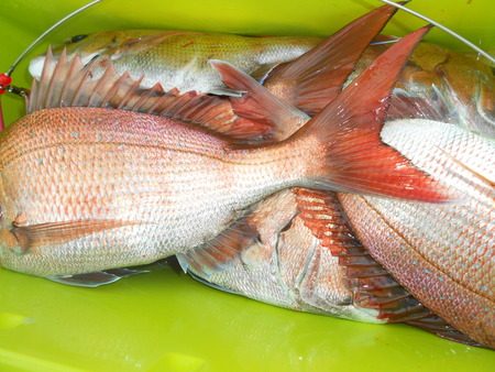 こうゆう丸 釣果