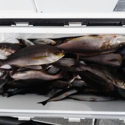 第二大福丸 釣果