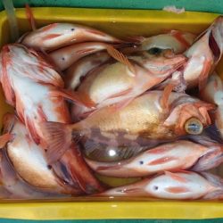 第二むつ漁丸 釣果