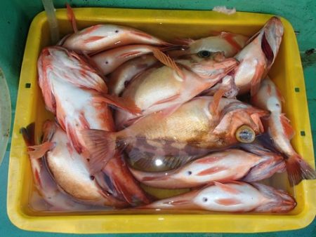 第二むつ漁丸 釣果