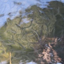 狩野川(狩野川漁業協同組合) 釣果