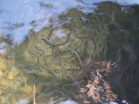 狩野川（狩野川漁業協同組合） 釣果