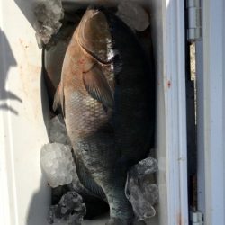 鵜来島家本渡船 釣果