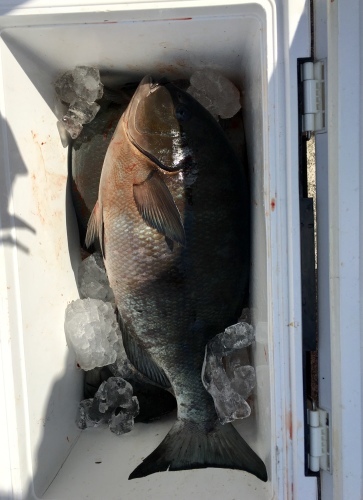 鵜来島家本渡船 釣果