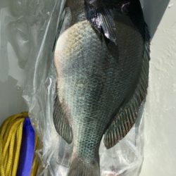 鵜来島家本渡船 釣果