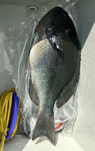 鵜来島家本渡船 釣果