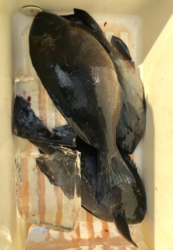 鵜来島家本渡船 釣果