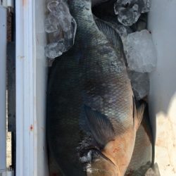 鵜来島家本渡船 釣果