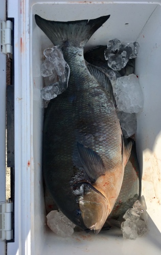鵜来島家本渡船 釣果