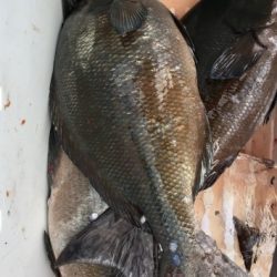 鵜来島家本渡船 釣果