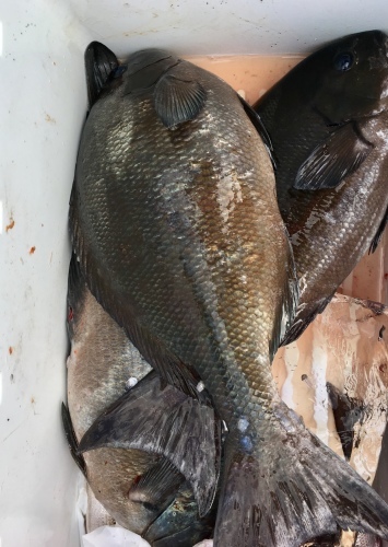 鵜来島家本渡船 釣果