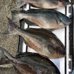 鵜来島家本渡船 釣果