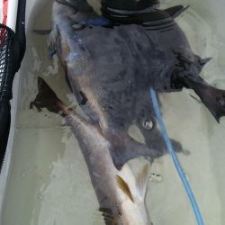 鵜来島家本渡船 釣果