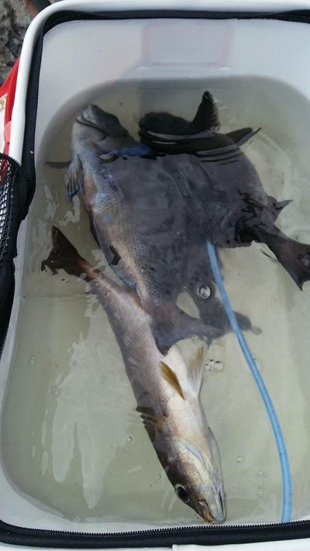 鵜来島家本渡船 釣果