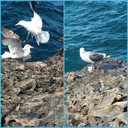 鵜来島家本渡船 釣果
