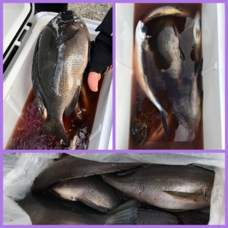 鵜来島家本渡船 釣果
