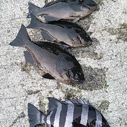 鵜来島家本渡船 釣果