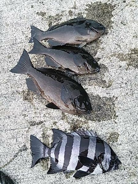 鵜来島家本渡船 釣果