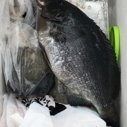 鵜来島家本渡船 釣果